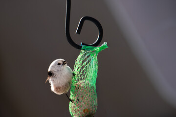 Raniuszek pospolity, mały, dziki ptak występujący na terenie Europy. Siedzi na metalowej konstrukcji karmnika, jest w trakcie zimowego dokarmiania przez człowieka. © boguslavus