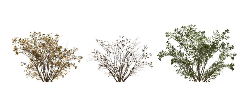 Three identical bushes, from lush green to golden autumn and bare winter forms, displayed side-by-side transparent background
