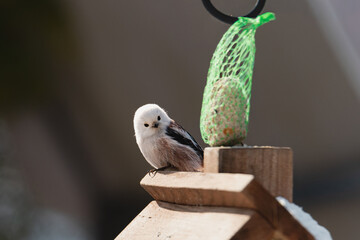 Raniuszek pospolity, mały, dziki ptak występujący na terenie Europy. Siedzi na metalowej konstrukcji karmnika, jest w trakcie zimowego dokarmiania przez człowieka. © boguslavus