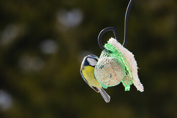 Sikora modra, modraszka, mały, dziki ptak występujący na terenie Europy. Siedzi na metalowej konstrukcji karmnika, jest w trakcie zimowego dokarmiania przez człowieka. © boguslavus