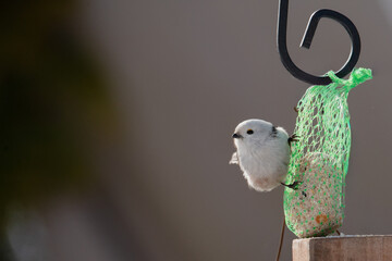 Raniuszek pospolity, mały, dziki ptak występujący na terenie Europy. Siedzi na metalowej konstrukcji karmnika, jest w trakcie zimowego dokarmiania przez człowieka. © boguslavus