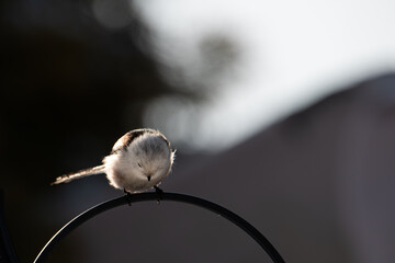 Raniuszek pospolity, mały, dziki ptak występujący na terenie Europy. Siedzi na metalowej konstrukcji karmnika, jest w trakcie zimowego dokarmiania przez człowieka. © boguslavus