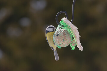 Raniuszek pospolity, mały, dziki ptak występujący na terenie Europy. Siedzi na metalowej konstrukcji karmnika, jest w trakcie zimowego dokarmiania przez człowieka. © boguslavus