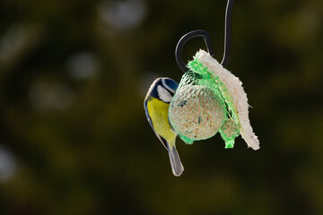Sikora modra, modraszka, mały, dziki ptak występujący na terenie Europy. Siedzi na metalowej konstrukcji karmnika, jest w trakcie zimowego dokarmiania przez człowieka. © boguslavus