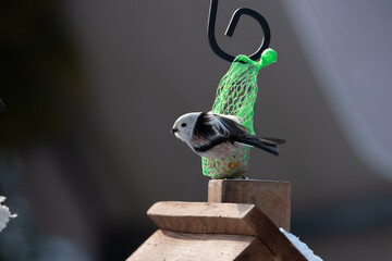 Raniuszek pospolity, mały, dziki ptak występujący na terenie Europy. Siedzi na metalowej konstrukcji karmnika, jest w trakcie zimowego dokarmiania przez człowieka. © boguslavus