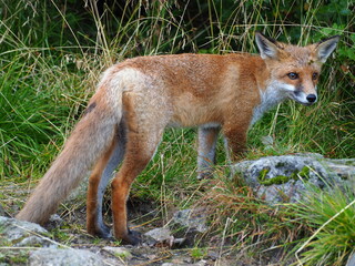 Fototapeta premium Red fox in the grass