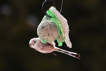 Raniuszek pospolity, mały, dziki ptak występujący na terenie Europy. Siedzi na metalowej konstrukcji karmnika, jest w trakcie zimowego dokarmiania przez człowieka. © boguslavus