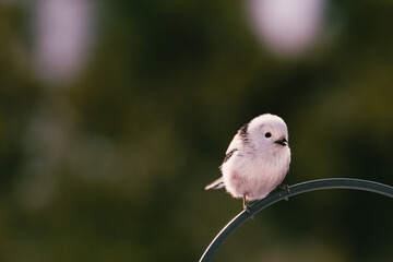 Raniuszek pospolity, mały, dziki ptak występujący na terenie Europy. Siedzi na metalowej konstrukcji karmnika, jest w trakcie zimowego dokarmiania przez człowieka. © boguslavus