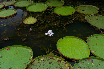 Giant water lily, Victoria amazonica, leaves floating on a dark pond with a single white flower, circular shapes and natural texture, ideal for backgrounds, wall art, branding and surface design.