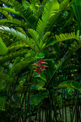 Tropical heliconia inflorescences framed by lush foliage, layered greenery and vibrant colors ideal for decorative and commercial design.