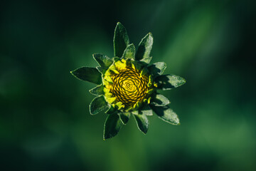 Symetryczne ujęcie z góry pąka żółtego kwiatu (prawdopodobnie astrowatego) na ciemnozielonym tle. Makrofotografia ukazująca spiralny wzór płatków i naturalną geometrię rośliny w ogrodzie. © Henryk Niestrój