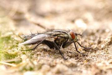 Mucha z rodziny ścierwicowatych (Sarcophagidae) na piaszczystym podłożu. Makrofotografia owada z czerwonymi oczami i charakterystycznymi pasami na tułowiu. Detale budowy ciała. © Henryk Niestrój