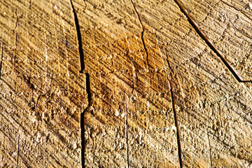 Zbliżenie na teksturę starego pnia drzewa z wyraźnymi pęknięciami i śladami cięcia. Naturalne tło drewniane o ciepłych barwach, idealne jako tekstura lub tło graficzne. © Henryk Niestrój