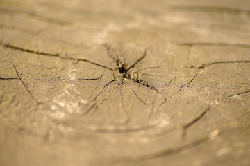 Zbliżenie na teksturę starego pnia drzewa z wyraźnymi pęknięciami i śladami cięcia. Naturalne tło drewniane o ciepłych barwach, idealne jako tekstura lub tło graficzne. © Henryk Niestrój