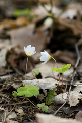Two delicate white wood sorrel flowers (Oxalis acetosella) blooming in a spring forest among dry leaves. Natural forest floor background with soft bokeh and selective focus. Vertical shot.