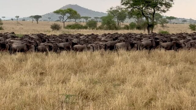 A large herd of Wildebeest walking together through tall grass on an African plain