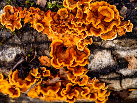 Baumpilze auf einem modrigen Baumstamm im Wald