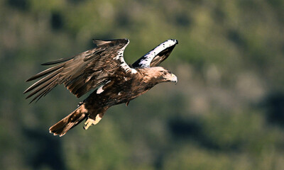 Obraz premium a powerful imperial eagle (aquila chrysaetos) on spain