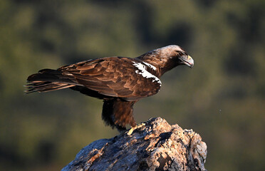 Fototapeta premium a imperial eagle (aquila adalberti) flying on spain