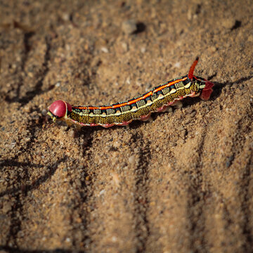 close up of caterpillar