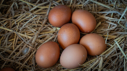 Fresh Brown Chicken Eggs in Natural Straw Nest with Rustic Farm Background and Organic Food Production Concept.