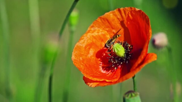 Rote Mohnbl&uuml;te: Faszinierendes Zeitlupen-Video mit Bienen und Hummeln. Tolle Nahaufnahme von Insekten beim Nektarsammeln und Best&auml;uben. Naturvideo, Wildbienen, Sommerwiese, Best&auml;ubung, Bl&uuml;ten&ouml;kologie