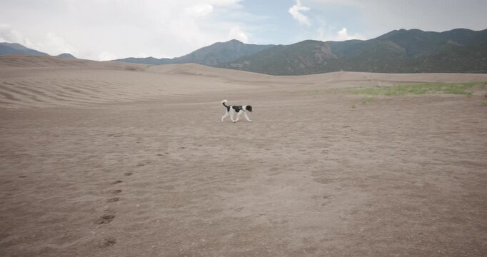 Happy AussieDoodle at the Great Sand Dunes