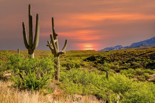 Saguaro cactus and the Santa Catalina mountains in Catalina State Park north of Tucson, Arizona.  It is adjacent to the Coronado National Forest.