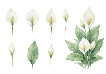 A charming watercolor collection of peace lily clipart, including white blooms, green leaves, closed buds, and elegant botanical arrangements. © liana