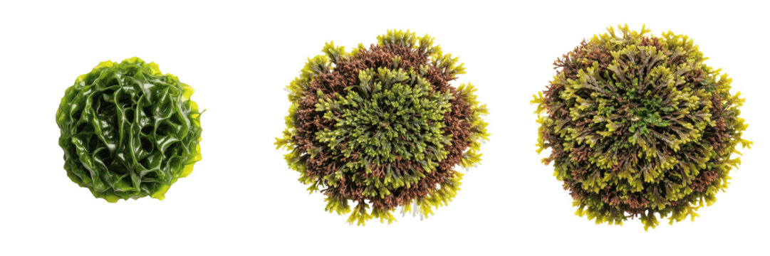 Set of Ulva lactuca Sea Lettuce and Green Algae Transparent Background PNG