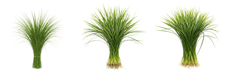 Fototapeta premium Set of Seagrass, Eelgrass, Salt Marsh Grass, and Marine Meadow Botanical Illustrations PNG