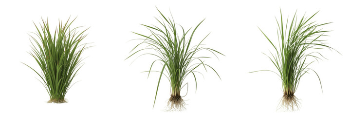 Fototapeta premium Realistic Green Seagrass Plants with Roots and Shoots PNG