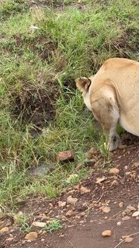 Vertical view of a lion looking up after drinking from a stream with many flies on its face and body