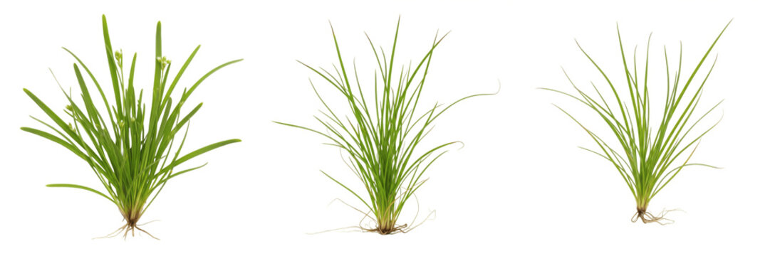 Set of Realistic Green Seagrass and Underwater Ocean Plants with Transparent Background PNG