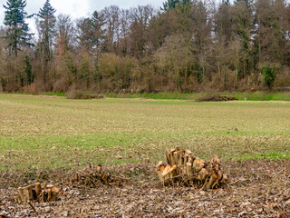 Baumschnitt am Strassenrand einer Landstrasse