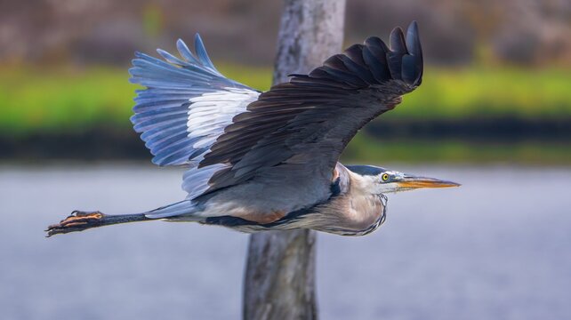 Great blue heron flying over water with wings extended