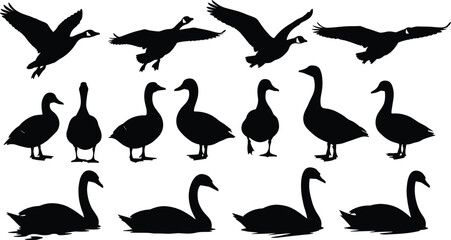 Waterfowl silhouette collection, ducks geese swans, flying and floating bird poses, nature vector design, wildlife illustration set © Santo's World