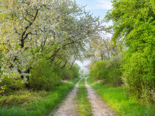 Fototapeta premium Footpath through orchard with apple and cherry trees in bloom during spring, petals covering the ground