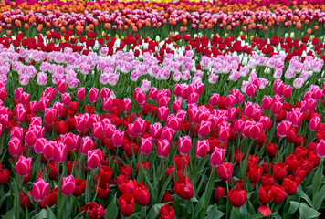 colorful tulips blooming in a garden
