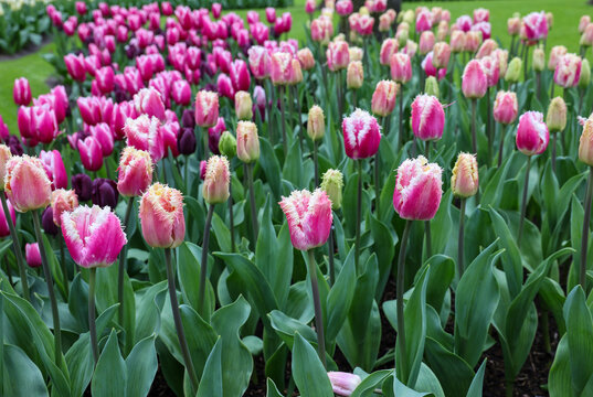 Colorful tulip called Hawai. Fringed group. Tulips are divided into groups that are defined by their flower features