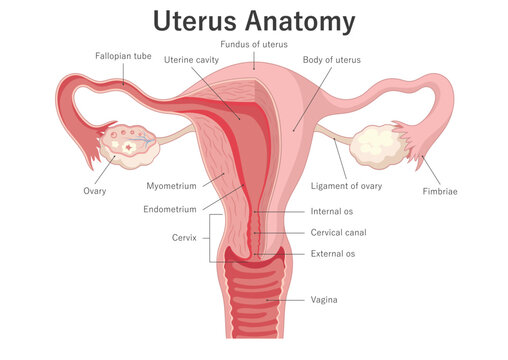 Female reproductive system. Uterus anatomical diagram. Medical illustration.