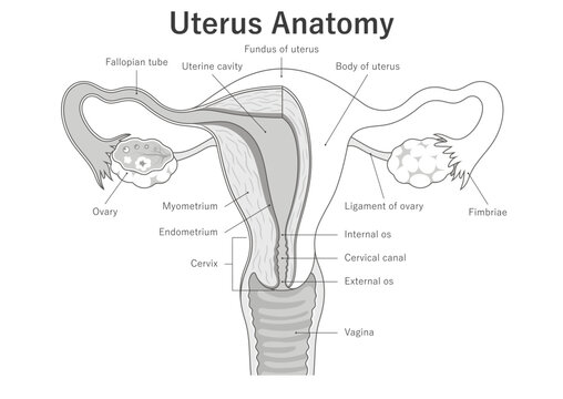 Female reproductive system. Uterus anatomical diagram. Medical illustration.