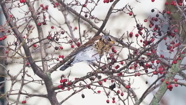 Fieldfare (Turdus pilaris) eating hawthorn fruit in winter