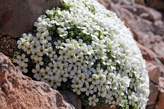bianco cuscino di androsace (Androsace helvetica) su un calcare rosso