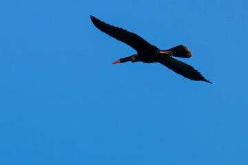 Obraz premium Anhinga (Anhinga anhinga) flying with wings fully extended in blue sky, dorsal view. Dark aquatic bird with long neck and orange bill isolated against clean background in natural glide.