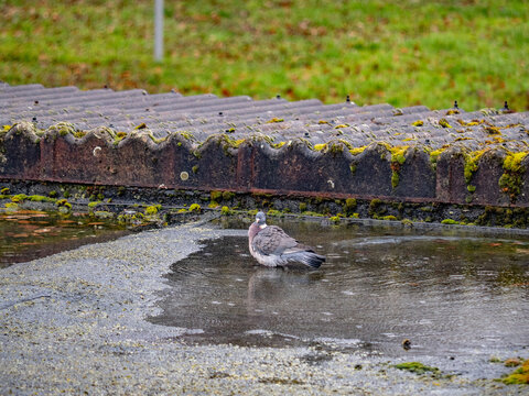 Eine Taube badet in einer Pf&uuml;tze mit Regenwasser