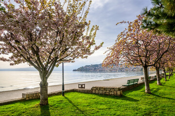 A radiant springtime Lake Ohrid promenade lined with blossoming cherry trees, a paved path, green...