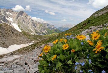 grandi capolini gialli di doronico (Doronicum grandiflorum) in ambiente dolomitico © gabriffaldi