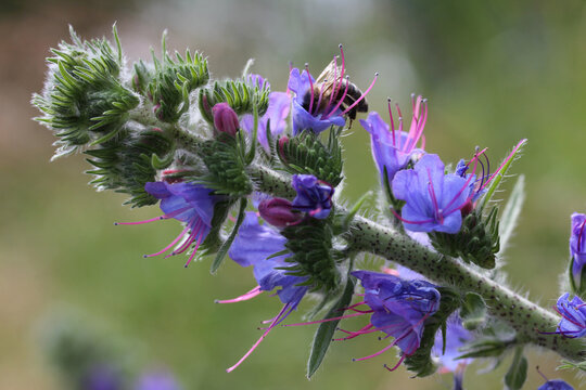 la sommit&agrave; fiorita di un robusto stelo di erba vipera (echium vulgare)