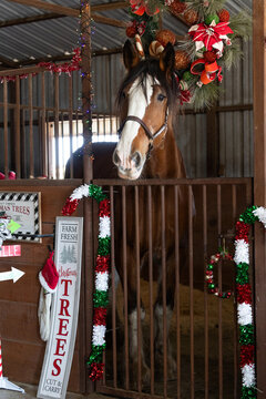 Christmas Horse with barn  stable stall decor for holiday